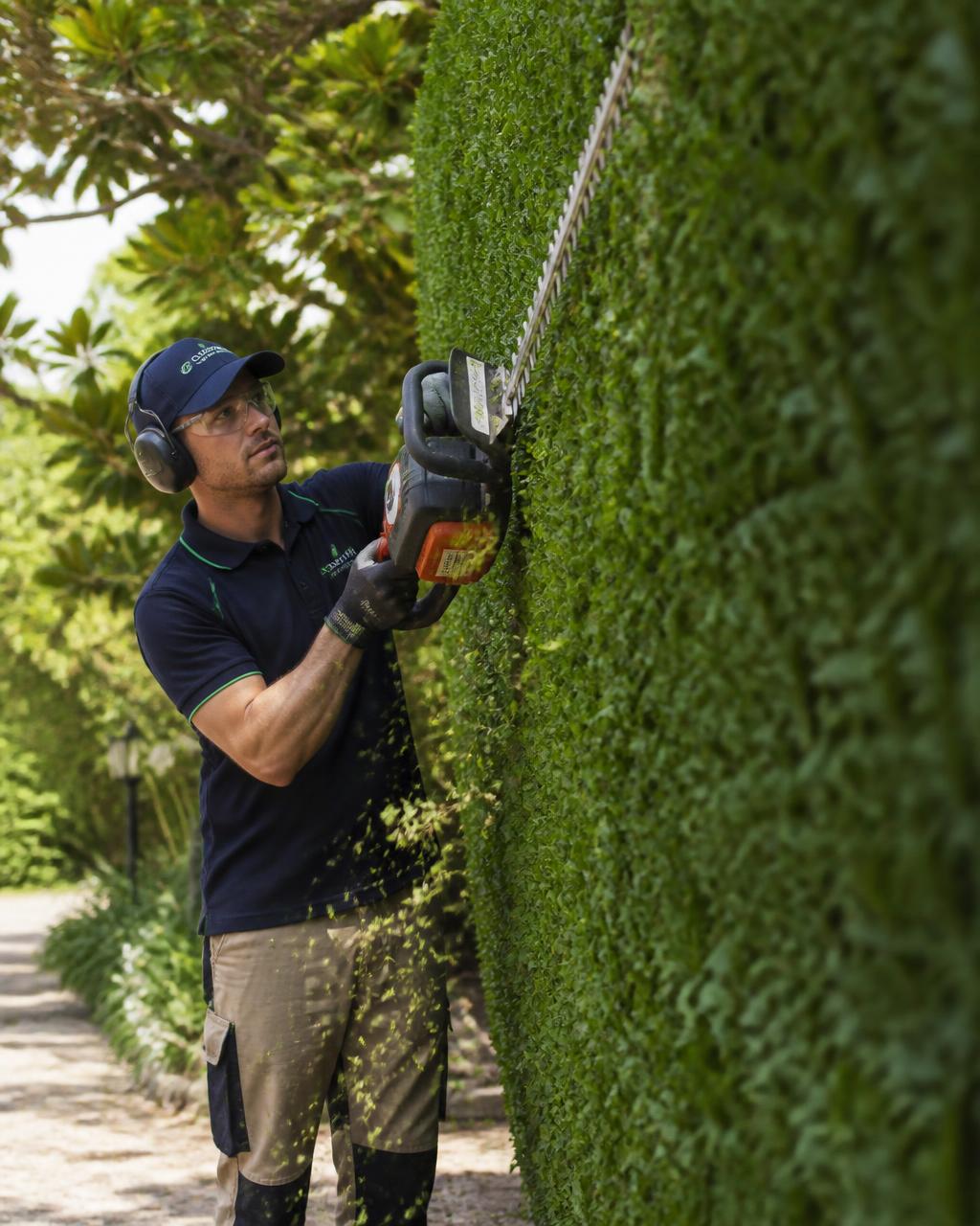 Professional trimming a formal hedge
